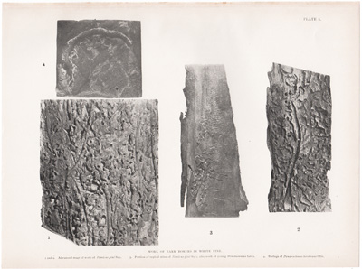 WORK OF BARK BORERS IN WHITE PINE